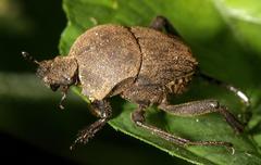 Sisyphus impressipennis