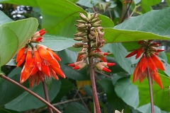 Erythrina arborescens