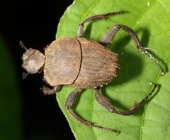 Sisyphus impressipennis