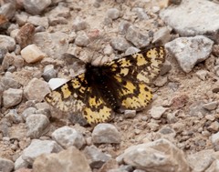 Eurranthis plummistaria