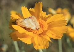Schinia miniana