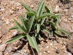 Raphionacme velutina