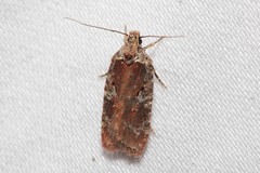 Agonopterix lythrella