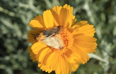Schinia miniana