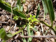 Raphionacme velutina