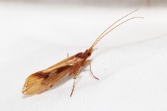 Platycentropus radiatus