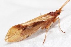 Platycentropus radiatus