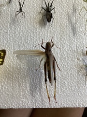 Melanoplus differentialis