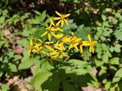 Senecio propinquus