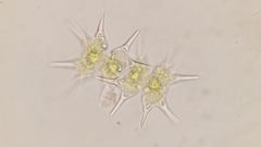 Xanthidium octocorne