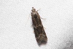 Eurythmia angulella