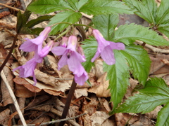 Cardamine pentaphyllos