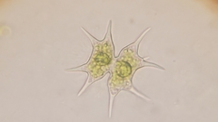 Xanthidium octocorne