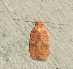 Agonopterix robiniella