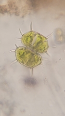 Xanthidium cristatum