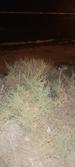 Caroxylon imbricatum