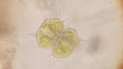 Xanthidium cristatum