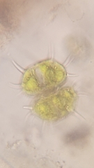 Xanthidium cristatum