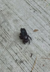 Xylocopa fimbriata