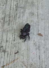 Xylocopa fimbriata