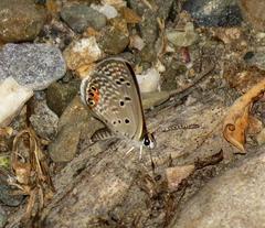 Freyeria trochylus