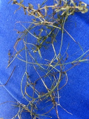 Potamogeton trichoides