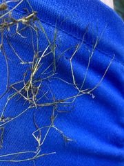 Potamogeton trichoides