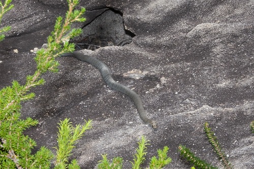 Eastern Brown Snake sighting
