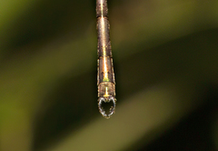 Synlestes selysi