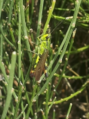 Chorthippus binotatus