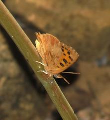 Chrysoritis pan henningi