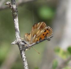 Chrysoritis pan henningi