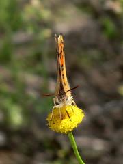 Chrysoritis pan henningi