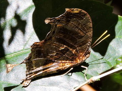 Consul fabius cecrops