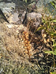 Orobanche amethystea