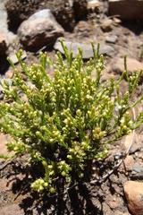 Thesium transvaalense