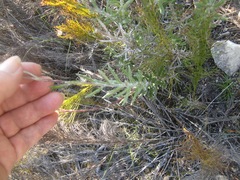 Senecio arniciflorus