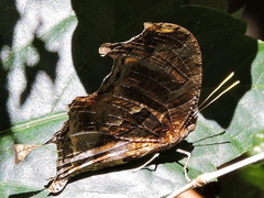 Consul fabius cecrops