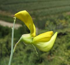 Crotalaria lebeckioides