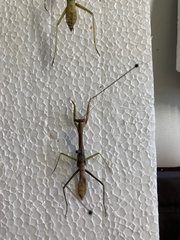 Mantidae