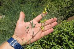 Crotalaria lebeckioides