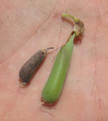 Crotalaria lebeckioides