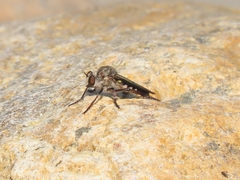 Heteropogon macerinus