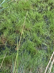 Isolepis fluitans