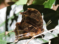 Consul fabius cecrops