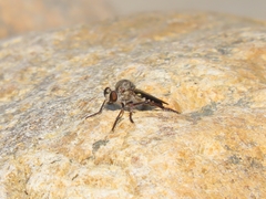 Heteropogon macerinus