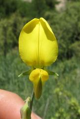 Crotalaria lebeckioides