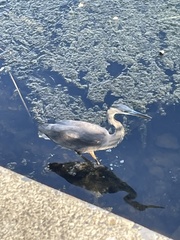 Ardea herodias
