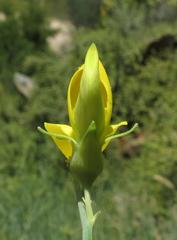 Crotalaria lebeckioides