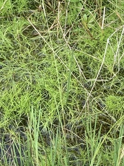 Isolepis fluitans